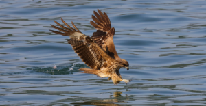 Eagle fishing