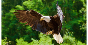 Eagle flying