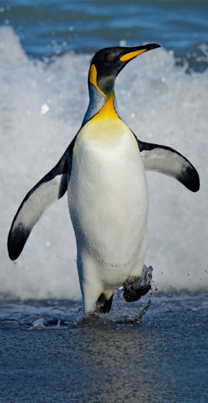 King penguin playing in surf