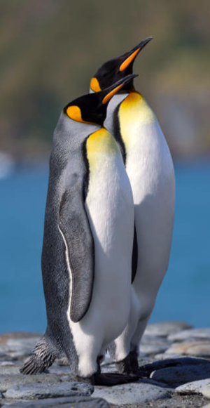 King penguins