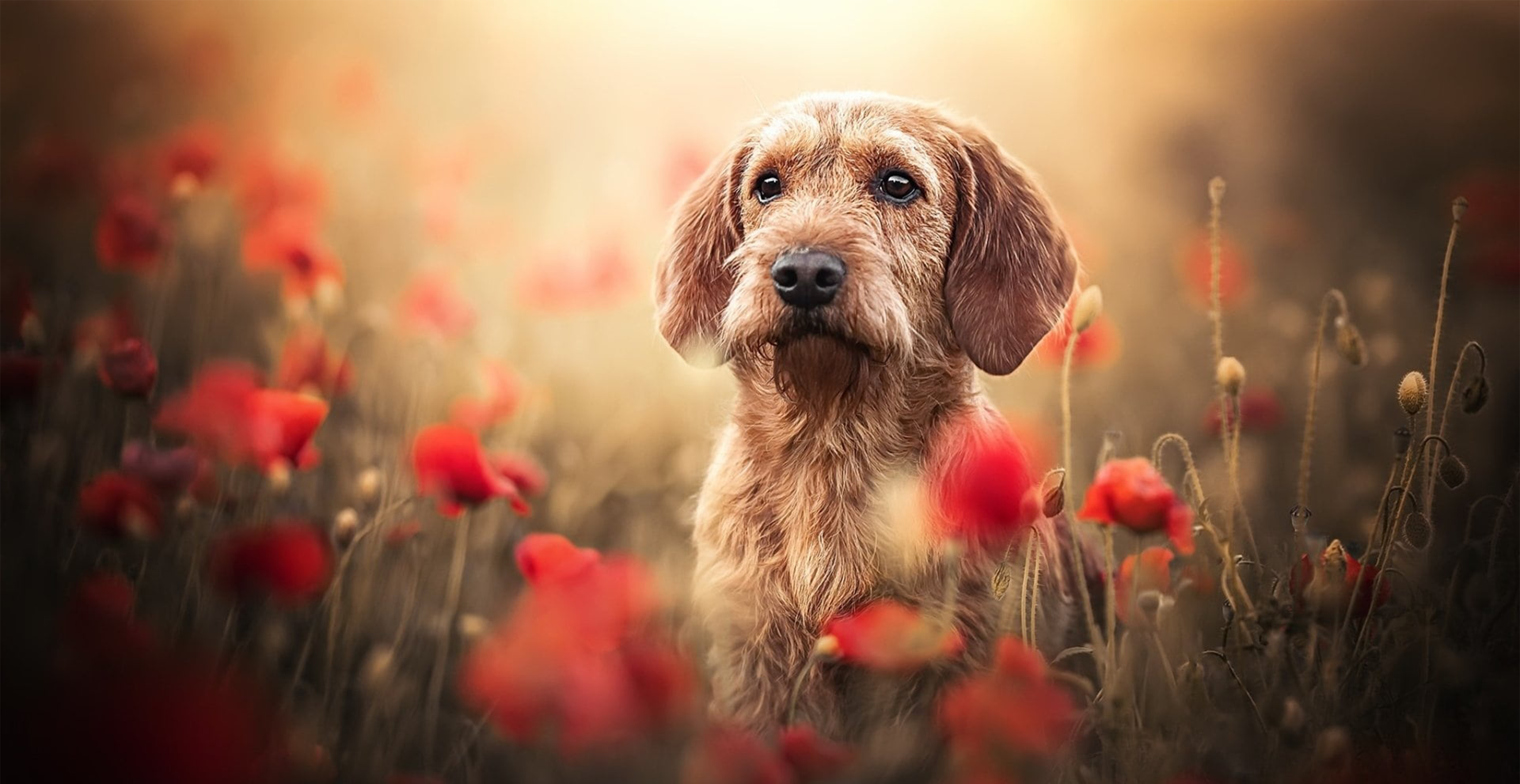 Brown dog in poppies