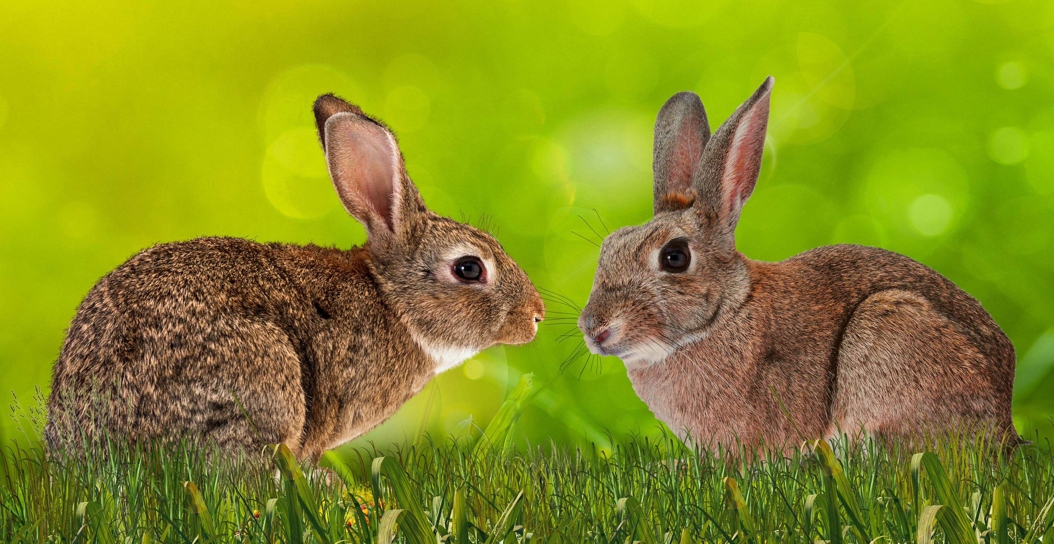 2 bunnies