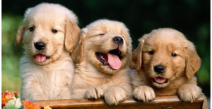 3 puppies golden