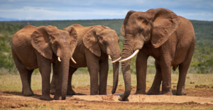 3 wild african elephants
