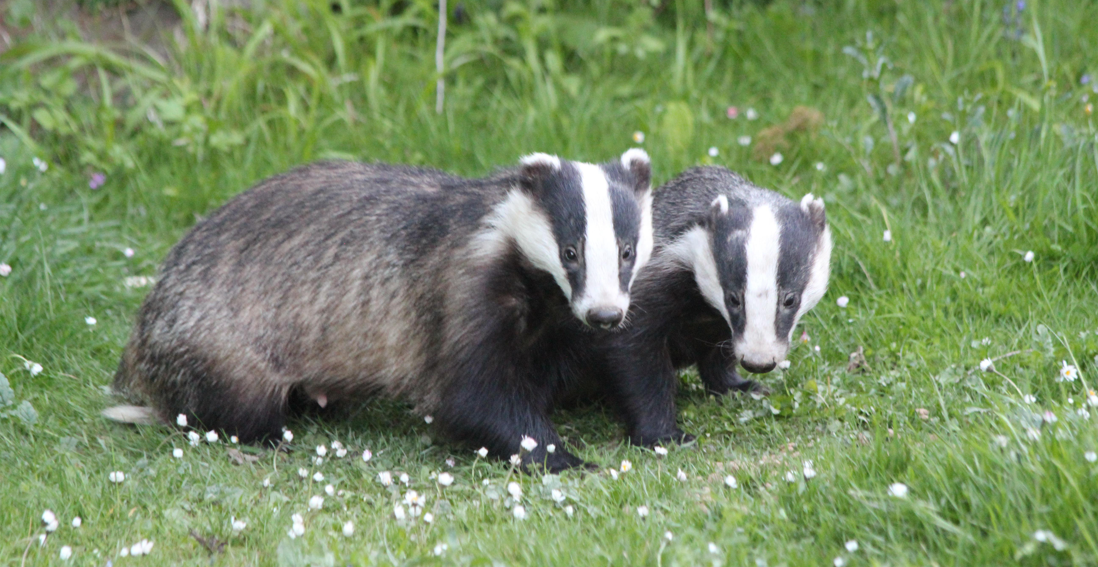 Badgers