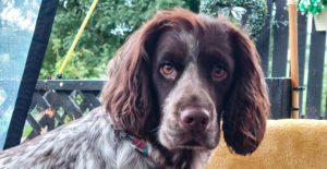 George dog