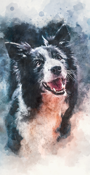 Border collie watercolour