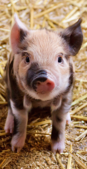 Cute piglet