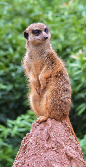Meerkat