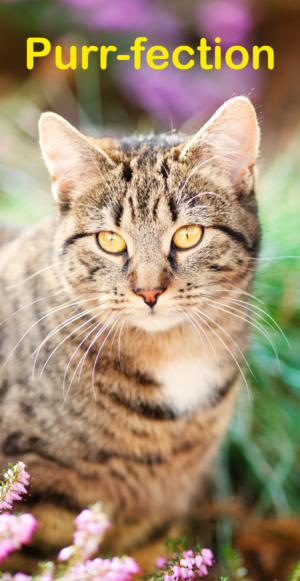 Purr-fection tabby