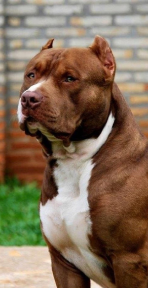 Brown dog