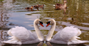 Swans on lake