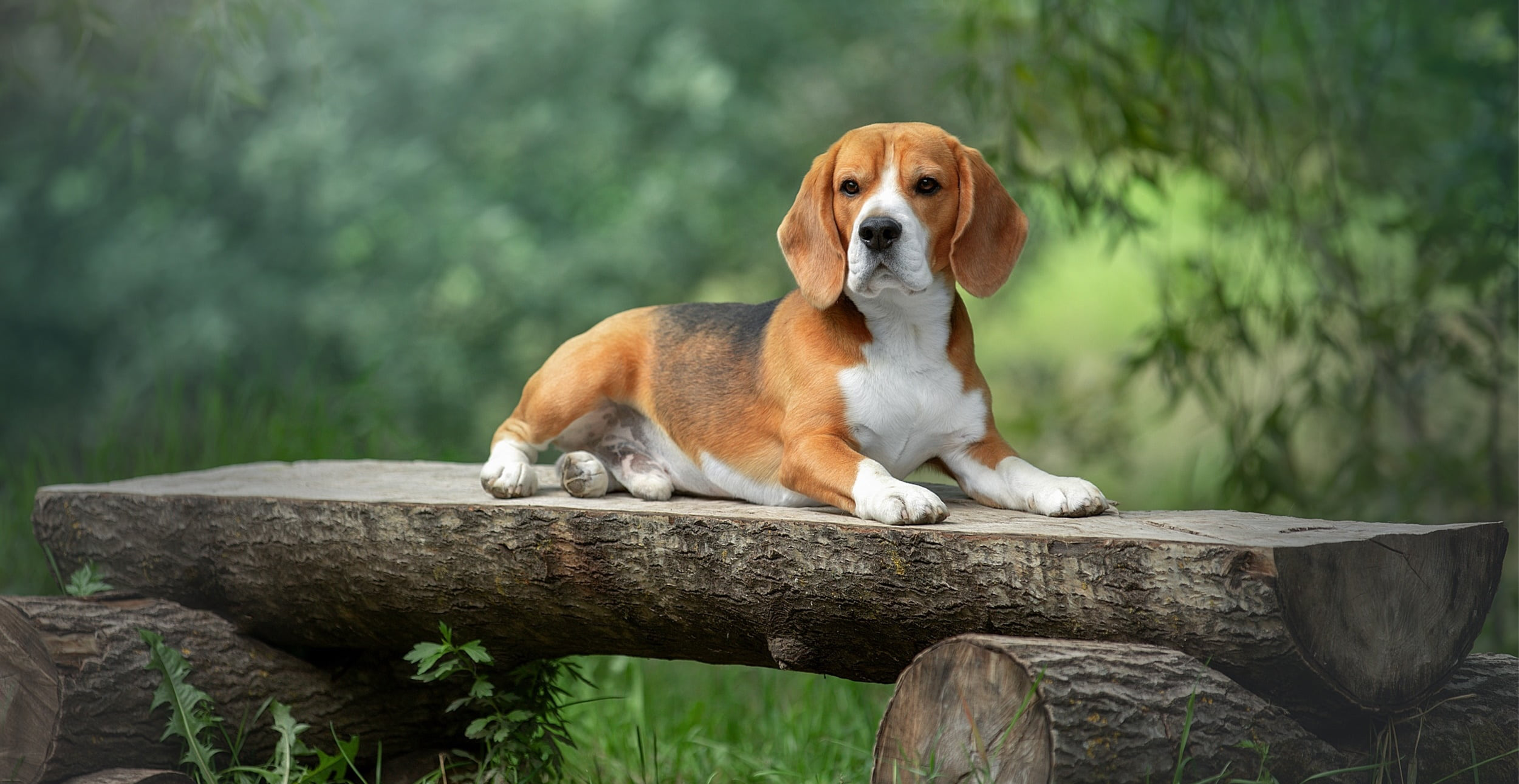 Beagle on wood log bench