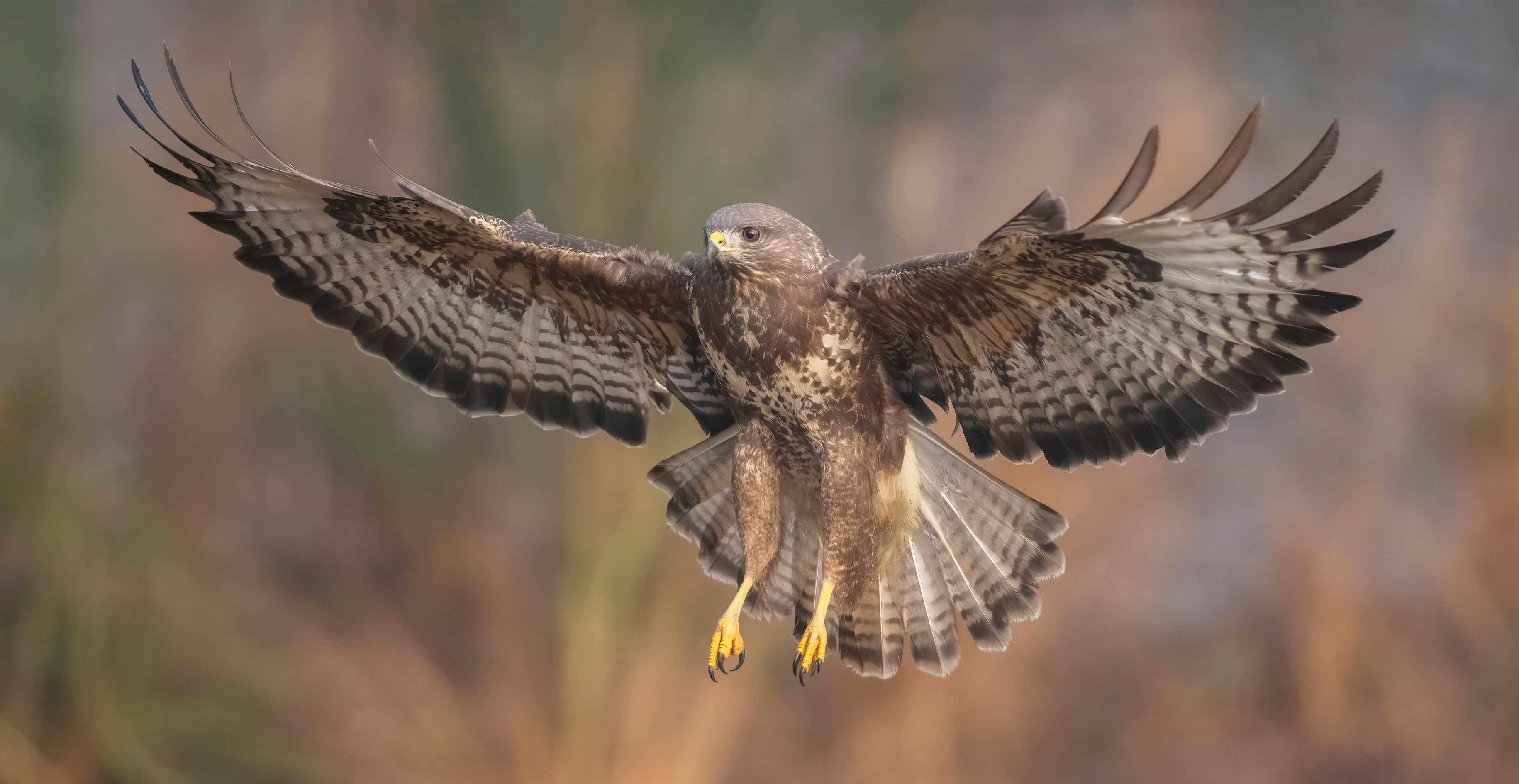 Buzzard in flight