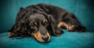 Dachund furry