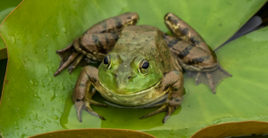 Frog on lilly pad