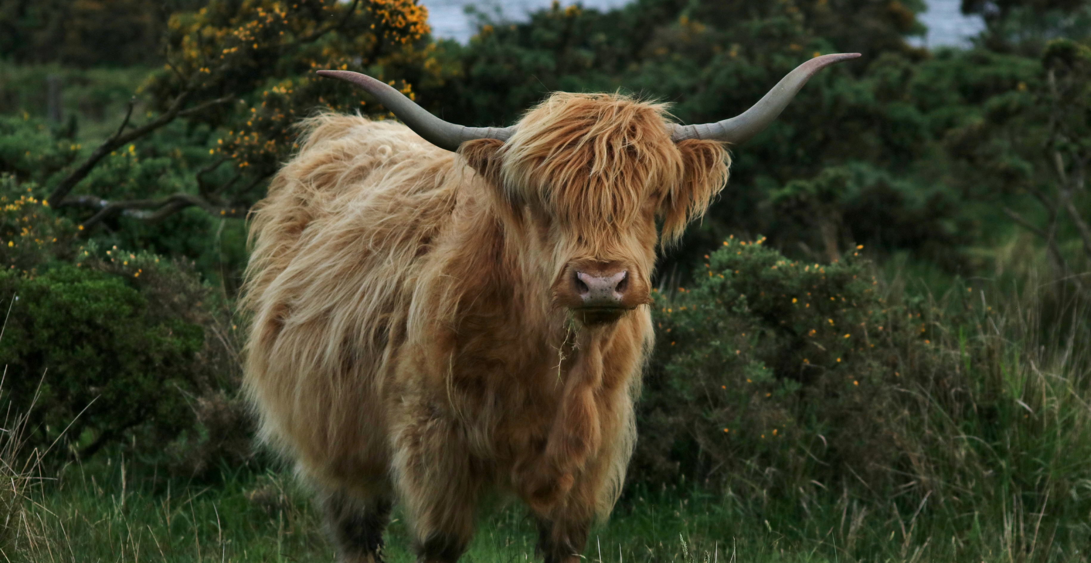 Highland cow