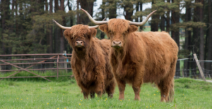 Highland cows