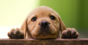 Lab pup