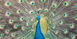 Male peacock display