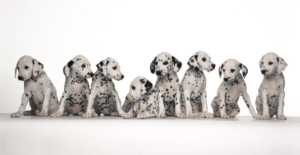 Multi dalmation puppies