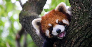 Red panda