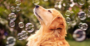 Retriver with bubbles
