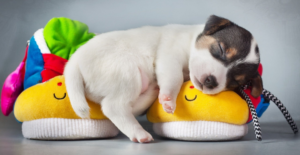 Terrier puppy on baby shoes
