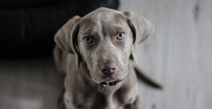 Wiemerang pup